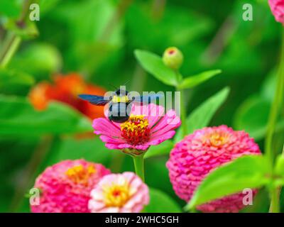 Abeille charpentier Xylocopa pubescens se nourrissant de fleurs de Zinnia au Cap d'Afrique du Sud Banque D'Images