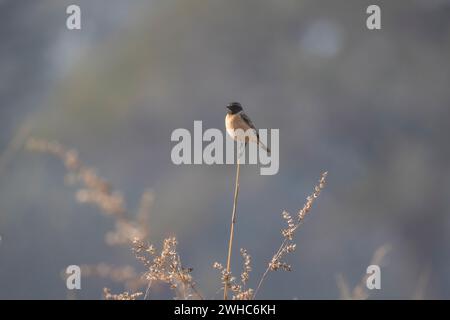 Stonechat, femelle, Saxicola torquatus, mâle, Madhya Pradesh, Inde Banque D'Images