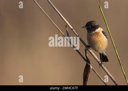 Stonechat, femelle, Saxicola torquatus, mâle, Madhya Pradesh, Inde Banque D'Images