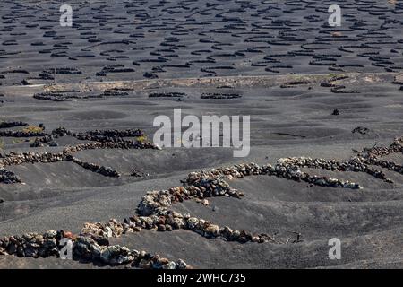 Culture typique de la vigne en culture sèche, sur les cendres volcaniques, la lave, les vignes, la région viticole de la Geria, Lanzarote, îles Canaries, Espagne Banque D'Images