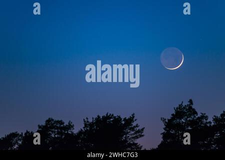 Lune très étroite et fine avec disque de lune visible se tient un jour après la nouvelle lune au-dessus d'une forêt de conifères sombre, crépuscule, ciel sans nuages en bleu Banque D'Images