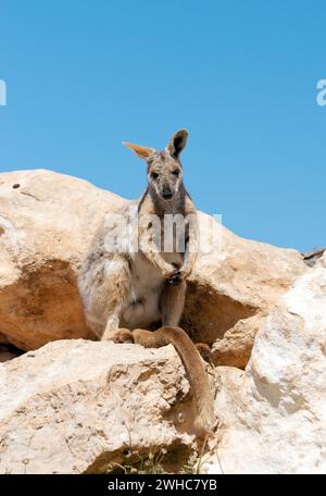Rock wallaby à pieds jaunes Banque D'Images