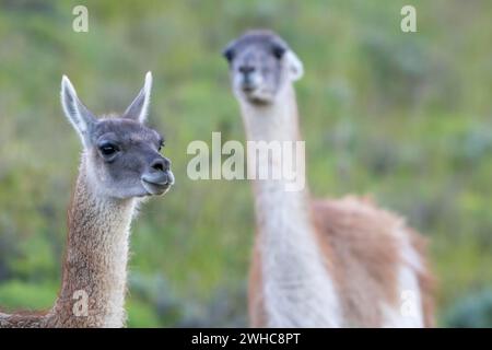 Guanaco (Llama guanicoe), Huanaco, adulte, portrait d'animaux, Parc National Torres del Paine, Patagonie, bout du monde, Chili, Amérique du Sud Banque D'Images