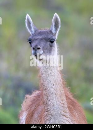 Guanaco (Llama guanicoe), Huanaco, adulte, portrait d'animaux, Parc National Torres del Paine, Patagonie, bout du monde, Chili Banque D'Images