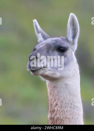 Guanaco (Llama guanicoe), Huanaco, adulte, portrait d'animaux, Parc National Torres del Paine, Patagonie, bout du monde, Chili Banque D'Images