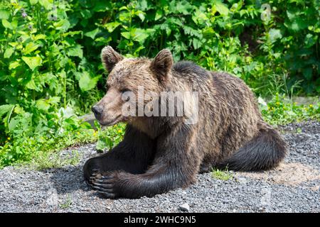 Ours brun détendu couché sur le sol avec une végétation verte en arrière-plan, ours brun européen (Ursus arctos arctos), Transylvanie Banque D'Images