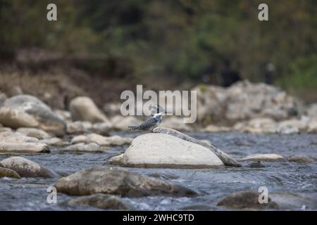 Kingfisher à crête, Megaceryle lugubris, Uttarakhand, Inde Banque D'Images