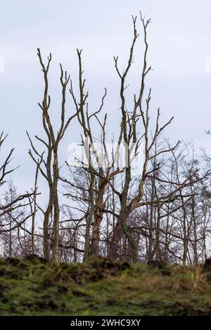 Arbres noueux morts, paysage de landes Sundische Wiese dans le parc national Vorpommersche Boddenlandschaft, Zingst, Mecklenburg-Vorpommern, Allemagne Banque D'Images