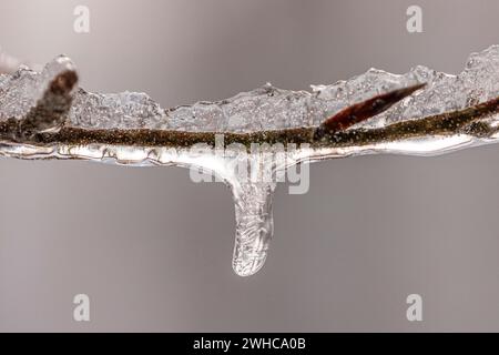 Minuscules glaçons sur une branche de hêtre en hiver, gros plan, Lindensee, Ruesselsheim am main, Hesse, Allemagne Banque D'Images