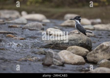 Kingfisher à crête, Megaceryle lugubris, Uttarakhand, Inde Banque D'Images