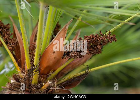 Graines de fleurs d'un palmier européen (Chamaerops humilis), jardin botanique, Erlangen, moyenne Franconie, Bavière, Allemagne Banque D'Images