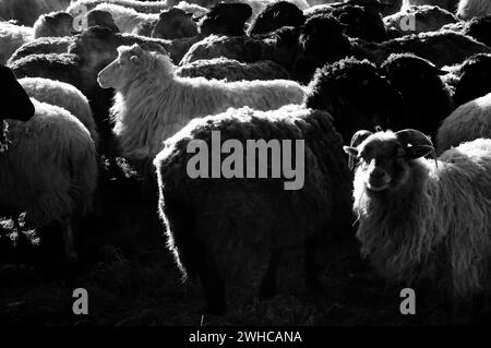 Moutons blancs et noirs bondés dans un pâturage par un matin glacial, Neso, Mecklembourg-Poméranie occidentale, Allemagne Banque D'Images