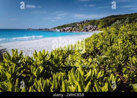 Plage de Grand Anse sur l'île de la Digue aux Seychelles. Plage de sable blanc avec lagon bleu océan. Feuilles de feuillage défocalisées vertes au premier plan. Banque D'Images