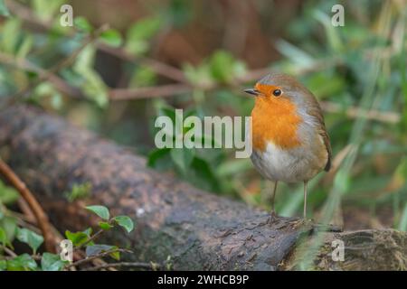 Robin, sur un tronc d'arbre, gros plan, dans une forêt, en Écosse Banque D'Images