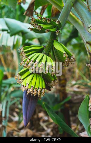 Fruits de banane sur le chemin d'une vallée Paul sur Santo Antao, Cap Vert. Banque D'Images