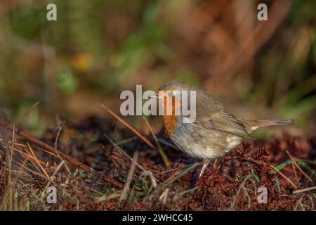 Robin sur le fond de la forêt, en gros plan, dans une forêt, en Écosse Banque D'Images