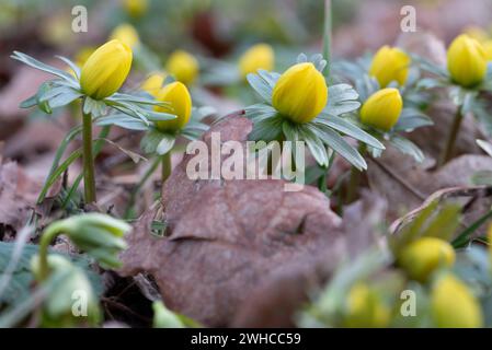 Aconites jaunes d'hiver, Allemagne Banque D'Images