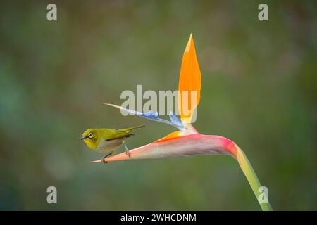 Afrique, Cape White-eye, Zosterops capensis, Garden route, Afrique du Sud, province du Cap occidental, brousse, fleur de grue, Strelitzia reginae, fleur Banque D'Images