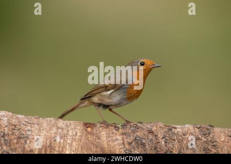 Robin sur un tronc d'arbre, gros plan, dans une forêt, en Écosse Banque D'Images