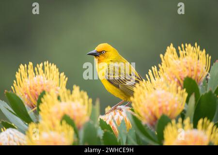 Afrique, Cape Weaver, Ploceus capensis, Garden route, Afrique du Sud, province du Cap occidental, Fynbos, fleurs Banque D'Images