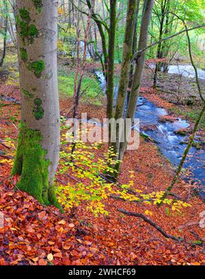 Europe, Allemagne, Hesse, Hesse centrale, Parc naturel de Lahn-Dill-Bergland, géoparc Westerwald-Lahn-Taunus, réserve naturelle 'Aubachtal BEI Langenaubach', Aubach dans la forêt d'automne colorée Banque D'Images