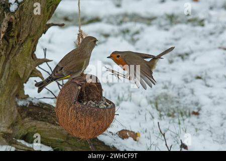 Robin avec des ailes ouvertes volant à gauche regardant et greenfinch assis sur le bol de nourriture à droite regardant devant la neige Banque D'Images