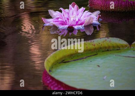 Victoria amazonica, connue au Brésil sous le nom de vitoria-regia, le deuxième plus grand nénuphar au monde. Forêt amazonienne, Brésil. Banque D'Images