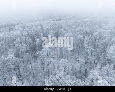 Vue aérienne d'une forêt dense et enneigée en hiver, Gechingen, Forêt Noire, Allemagne Banque D'Images