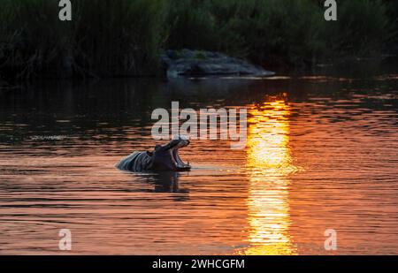 Hippopotame (Hippopatamus amphibius) bâillant, bouche ouverte, dans l'eau au coucher du soleil, rivière Sabie, parc national Kruger, Afrique du Sud Banque D'Images