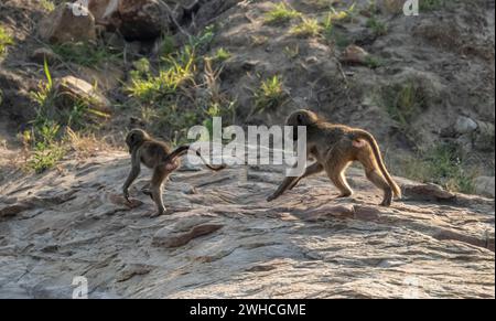 Babouins Chacma (Papio ursinus), deux oursons se poursuivant sur les rochers, parc national Kruger, Afrique du Sud Banque D'Images