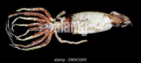 Calmar géant. Photo d'un calmar géant (Architeuthis dux) de plus de 4 mètres de long, avec l'aimable autorisation de la NASA Banque D'Images