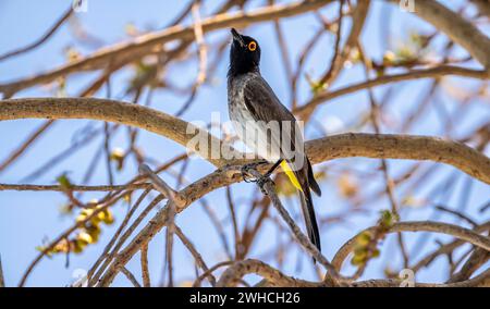 Bulbul aux yeux de feu (Pycnonotus nigricans) assis sur une branche dans un buisson, Parc national d'Etosha, Namibie, Afrique Banque D'Images