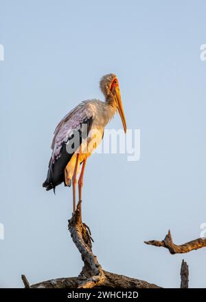 Cigogne à bec jaune (Mycteria ibis) assise sur une branche contre un ciel bleu dans la lumière du soir, Sunset Dam, Southern Kruger National Park, Kruger Banque D'Images