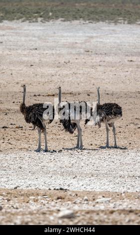 Autruche africaine (Struthio camelus), trois femelles adultes se tenant côte à côte, trou d'eau de Nebrowni, parc national d'Etosha, Namibie Banque D'Images