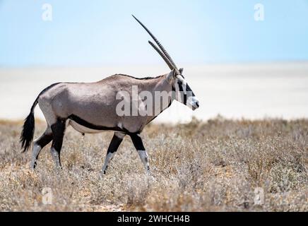 Gemsbok (Oryx gazella) dans la savane sèche de la salière d'Etosha, Parc National d'Etosha, Namibie Banque D'Images