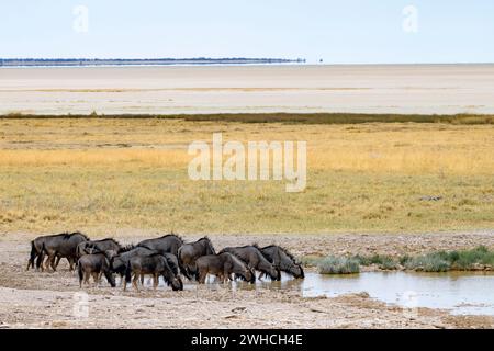 Les gnous bleus (Connochaetes taurinus), troupeau buvant dans un point d'eau du salin d'Etosha, parc national d'Etosha, Namibie Banque D'Images