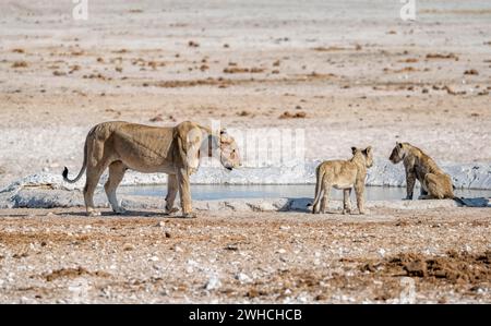 Lions (Panthera leo), mère et deux petits au trou d'eau, trou d'eau de Nebrowni, parc national d'Etosha, Namibie Banque D'Images