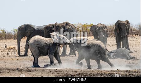 Éléphants d'Afrique (Loxodonta africana), troupeau au point d'eau, deux jeunes animaux jouant et combattant, Parc national d'Etosha, Namibie Banque D'Images