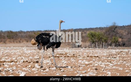 Autruche africaine (Struthio camelus) dans la savane avec sable orange, parc national d'Etosha, Namibie Banque D'Images