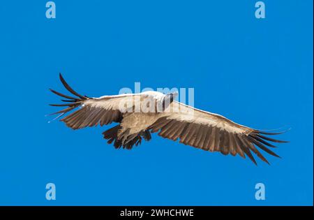 Cape Griffon (Gyps coprotheres) en vol contre un ciel bleu, Parc National d'Etosha, Namibie Banque D'Images