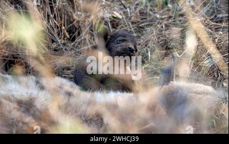 Hyène tachetée (Crocuta crocuta), mère avec des jeunes, couchée dans l'herbe sèche, parc national Kruger, Afrique du Sud Banque D'Images