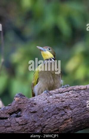 Pic à grandes naines jaunes, Picus flavinucha, Uttarakhand, Inde Banque D'Images