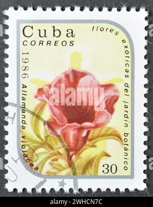 Timbre-poste oblitéré imprimé par Cuba, qui montre Allamanda violacea, fleurs exotiques, vers 1986. Banque D'Images