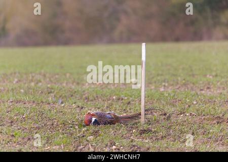 Faisan commun Phasianus colchicus, homme adulte décédé au sol près du piquet de piquet pendant le tir, Suffolk, Angleterre, janvier Banque D'Images