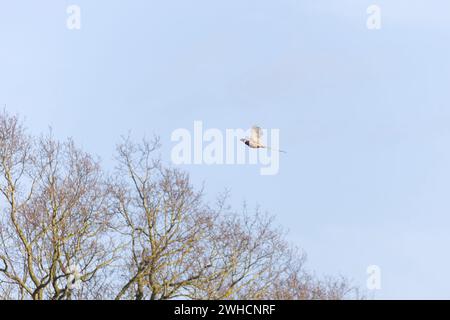 Faisan commun Phasianus colchicus, adulte mâle volant, Suffolk, Angleterre, janvier Banque D'Images