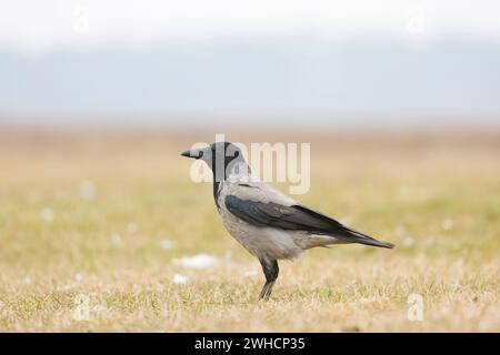 Corbeau à capuchon Corvus cornix, adulte debout sur prairie, Hortobagy, Hongrie, février Banque D'Images