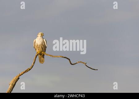 Faucon faucon faucon Falco cherrug, mâle adulte perché sur la branche, Hortobagy, Hongrie, février Banque D'Images