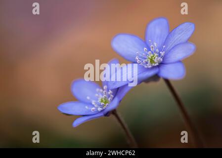 Liverwort, (Anemone hepatica), fleur, floraison précoce, plante, Steinhagen, basse-Saxe, Allemagne, Steinhagen, basse-Saxe, Allemagne Banque D'Images