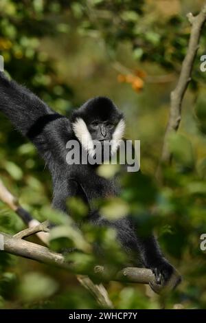 Gibbon à crête à joues blanches du Nord (Nomascus leucogenys), mâle Banque D'Images
