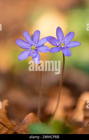 Liverwort, (Anemone hepatica), fleur, floraison précoce, plante, Steinhagen, basse-Saxe, Allemagne, Steinhagen, basse-Saxe, Allemagne Banque D'Images